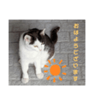 猫ちゃんたちのあいさつvol.3（個別スタンプ：11）