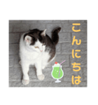 猫ちゃんたちのあいさつvol.3（個別スタンプ：12）