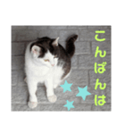 猫ちゃんたちのあいさつvol.3（個別スタンプ：13）