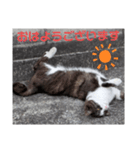 猫ちゃんたちのあいさつvol.3（個別スタンプ：14）