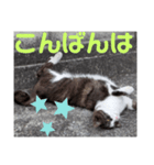 猫ちゃんたちのあいさつvol.3（個別スタンプ：16）
