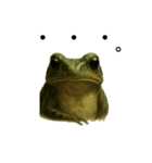 カエル    frog（個別スタンプ：6）