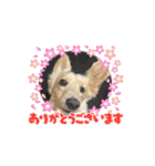 ダックスが1番（個別スタンプ：2）