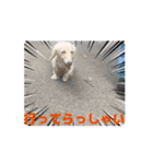 ダックスが1番（個別スタンプ：5）