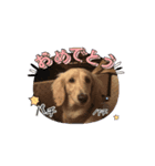 ダックスが1番（個別スタンプ：6）