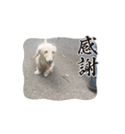 ダックスが1番（個別スタンプ：7）