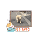 ダックスが1番（個別スタンプ：12）