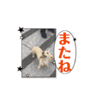 ダックスが1番（個別スタンプ：14）