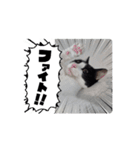個性豊かなにゃんず（個別スタンプ：2）