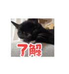 個性豊かなにゃんず（個別スタンプ：3）