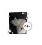 個性豊かなにゃんず（個別スタンプ：5）