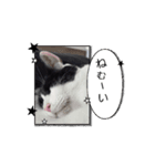 個性豊かなにゃんず（個別スタンプ：8）