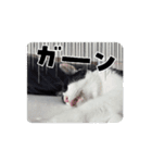 個性豊かなにゃんず（個別スタンプ：10）