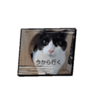 個性豊かなにゃんず（個別スタンプ：12）