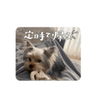 ヨークシャテリアご挨拶（個別スタンプ：4）