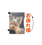 ヨークシャテリアご挨拶（個別スタンプ：7）