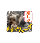 ヨークシャテリアご挨拶（個別スタンプ：12）
