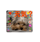 ヨークシャテリアご挨拶（個別スタンプ：13）