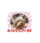 ヨークシャテリアご挨拶（個別スタンプ：16）