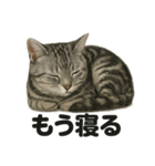 とにかく眠いアメリカンショートヘア猫（個別スタンプ：3）