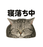 とにかく眠いアメリカンショートヘア猫（個別スタンプ：5）
