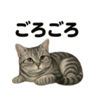 とにかく眠いアメリカンショートヘア猫（個別スタンプ：8）