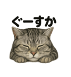 とにかく眠いアメリカンショートヘア猫（個別スタンプ：10）
