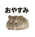 とにかく眠いジャンガリアンハムスター（個別スタンプ：4）