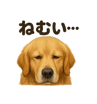 とにかく眠いゴールデンレトリバー犬（個別スタンプ：1）