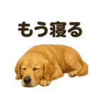 とにかく眠いゴールデンレトリバー犬（個別スタンプ：3）
