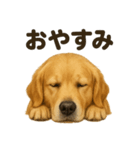 とにかく眠いゴールデンレトリバー犬（個別スタンプ：4）