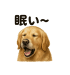 とにかく眠いゴールデンレトリバー犬（個別スタンプ：5）
