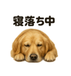 とにかく眠いゴールデンレトリバー犬（個別スタンプ：6）