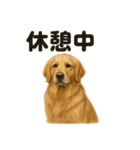 とにかく眠いゴールデンレトリバー犬（個別スタンプ：7）