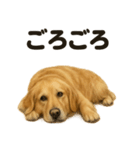 とにかく眠いゴールデンレトリバー犬（個別スタンプ：8）