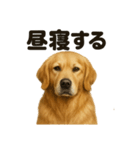 とにかく眠いゴールデンレトリバー犬（個別スタンプ：9）