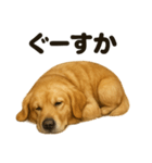 とにかく眠いゴールデンレトリバー犬（個別スタンプ：10）