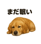 とにかく眠いゴールデンレトリバー犬（個別スタンプ：11）