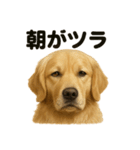 とにかく眠いゴールデンレトリバー犬（個別スタンプ：13）