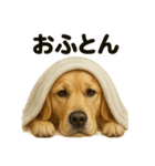 とにかく眠いゴールデンレトリバー犬（個別スタンプ：16）