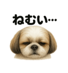 とにかく眠いシーズー犬のラインスタンプ（個別スタンプ：1）
