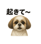 とにかく眠いシーズー犬のラインスタンプ（個別スタンプ：12）