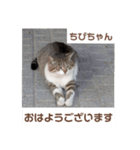 猫ちゃんたちのおはようございます（個別スタンプ：1）