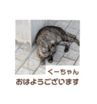 猫ちゃんたちのおはようございます（個別スタンプ：2）
