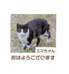 猫ちゃんたちのおはようございます（個別スタンプ：3）