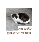 猫ちゃんたちのおはようございます（個別スタンプ：4）