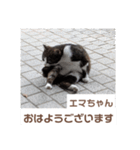 猫ちゃんたちのおはようございます（個別スタンプ：5）