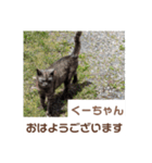 猫ちゃんたちのおはようございます（個別スタンプ：7）
