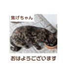 猫ちゃんたちのおはようございます（個別スタンプ：8）