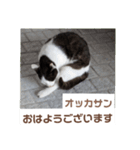 猫ちゃんたちのおはようございます（個別スタンプ：9）